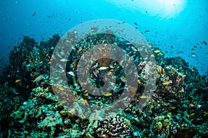 Various coral fishes, squirrelfish swim above coral reefs in Gili Lombok Nusa Tenggara Barat Indonesia underwater photo photo