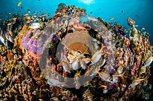 Various coral fishes, squirrelfish swim above coral reefs in Gili Lombok Nusa Tenggara Barat Indonesia underwater photo photo