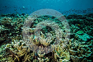 Various coral reefs and fishes in Derawan, Kalimantan, Indonesia underwater photo