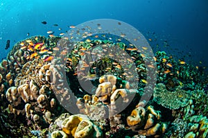 Various coral reefs and fishes in Gili, Lombok, Nusa Tenggara Barat, Indonesia underwater photo photo