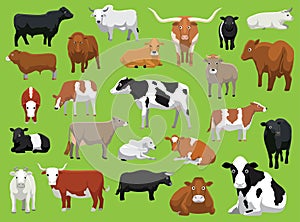 Various Cow Bull Cattle Poses Vector Illustration