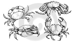 Various crab set. Hand drawn sketch style crawfish collection in retro vintage style. Best for seafood restaurants menus and packa