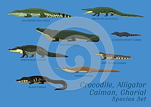 Various Crocodile Alligator Caiman Gharial Species Set Cartoon Vector Illustration