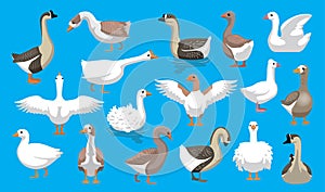 Various Cute Geese Breeds Cartoon Vector Characters