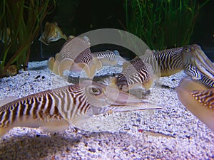 Various cuttlefishes