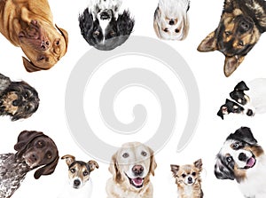 Various dog heads circular arrangement