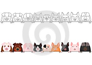 Various domestic pigs face in a row