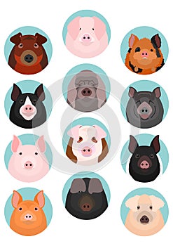 Various domestic pigs face set