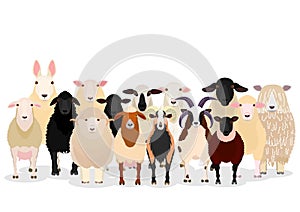 Various domestic sheep group