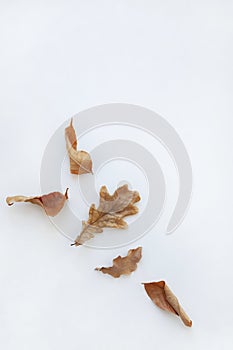 Various dry autumn leaves of oak and maple on a white background.