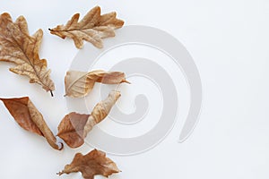 Various dry autumn leaves of oak and maple on a white background.