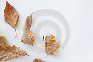 Various dry autumn leaves of oak and maple on a white background.