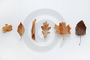 Various dry autumn leaves of oak and maple on a white background.