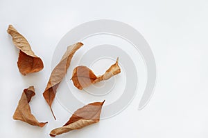 Various dry autumn leaves of oak and maple on a white background.