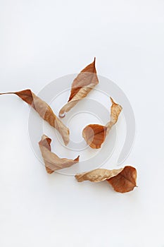 Various dry autumn leaves of oak and maple on a white background.