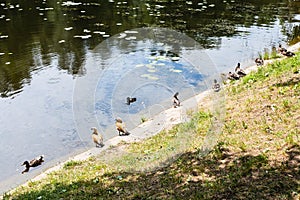 Various ducks on waterfront of forest river