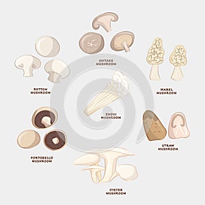 Various edible mushroom realistic handdrawn for cooking eat ingredient vegetable vegan photo
