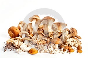 Various Edible Mushrooms