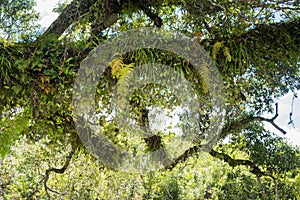 Various Epiphyte on trees