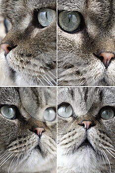 Various faces of the cat