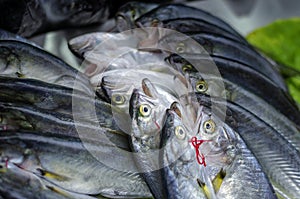 Various fish on the counter fish shop