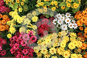 Various flower backgrounds, colorful and many kinds.