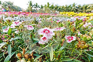 Various flower on garden pubic