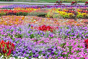 Various flower on garden pubic