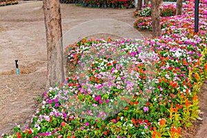 Various flower on garden pubic