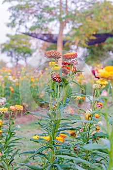 Various flower on garden pubic