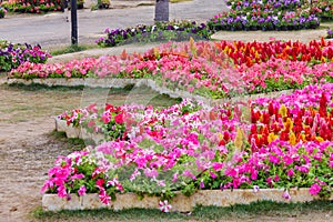 Various flower on garden pubic