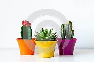 Various flowering cactus and succulent plants in bright colorful flower pots against white wall. House plants on white shelf.