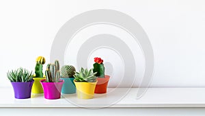 Various flowering cactus and succulent plants in bright colorful flower pots against white wall.House plants on white shelf banner