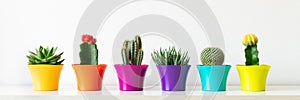 Various flowering cactus and succulent plants in bright colorful flower pots against white wall.House plants on white shelf banner