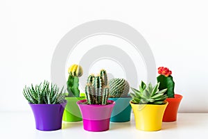 Various flowering cactus and succulent plants in bright colorful flower pots against white wall. House plants on white shelf. photo