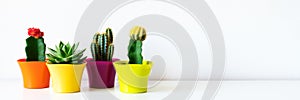 Various flowering cactus and succulent plants in bright colorful flower pots in a row against white wall. House plants on a shelf.