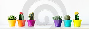 Various flowering cactus and succulent plants in bright colorful flower pots in a row against white wall. House plants on a shelf.