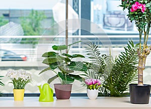 Various flowers arranged in flower pots at hme