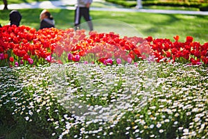 Various flowers blossoming in Gulhane park, historical urban park in the Eminonu district of Istanbul, Turkey