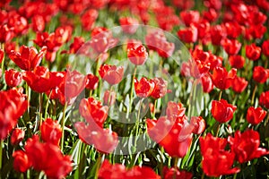 Various flowers blossoming in Gulhane park, historical urban park in the Eminonu district of Istanbul, Turkey