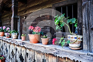 Various flowers and ceramic pots in a old, rustic terrace.