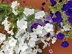 various flowers in different pots on the shelf at H.Benjamin Residence