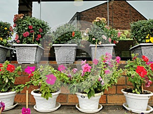 Various flowers in different pots on the shelf at H.Benjamin Residence