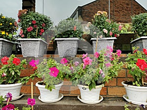 Various flowers in different pots on the shelf at H.Benjamin Residence