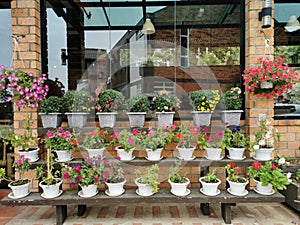 Various flowers in different pots on the shelf at H.Benjamin Residence