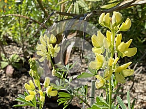 Various flowers and tropical plants in the University of Zurich or Botanischer Garten der UniversitÃÂ¤t ZÃÂ¼rich photo