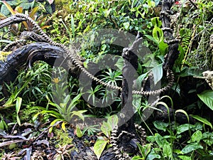 Various flowers and tropical plants in the University of Zurich or Botanischer Garten der UniversitÃ¤t ZÃ¼rich