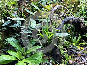 Various flowers and tropical plants in the University of Zurich or Botanischer Garten der UniversitÃ¤t ZÃ¼rich