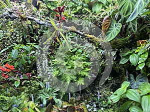 Various flowers and tropical plants in the University of Zurich or Botanischer Garten der UniversitÃ¤t ZÃ¼rich