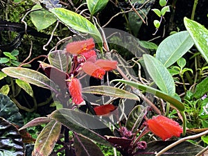 Various flowers and tropical plants in the University of Zurich or Botanischer Garten der UniversitÃ¤t ZÃ¼rich